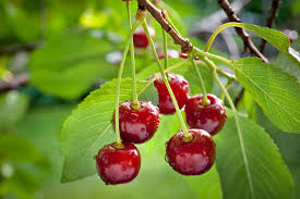 Cherry