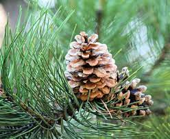 Woodland Pine Tree