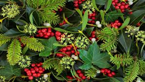 Christmas Mistletoe Berry